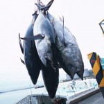 アミノ酸 食べ物 魚(マグロ) アミノ酸 食べ物 魚(マグロ)