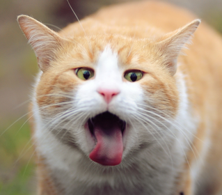 なぜ 猫舌 猫舌なのは猫だけではない。猫舌の由来とは？