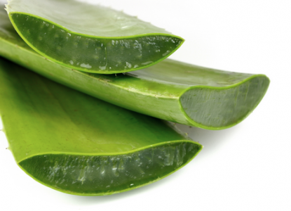 アロエ、民間療法、治療法、アロマテラピー