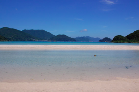 海水浴-危険-生物-ランキング