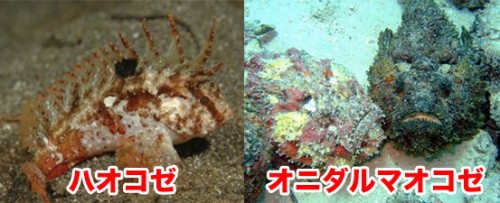 海水浴,危険生物,海,沖縄,毒,オコゼ