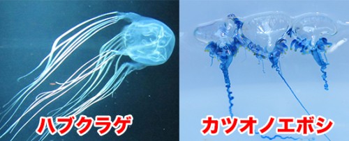 海水浴,危険生物,海,沖縄,毒
