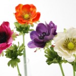 アネモネの色別花言葉