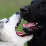 噛み犬のしつけ成功例