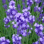 ラベンダー花言葉