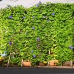 朝顔 グリーンカーテン