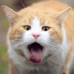 猫舌なんてにゃい？考えられる3つの理由と原因